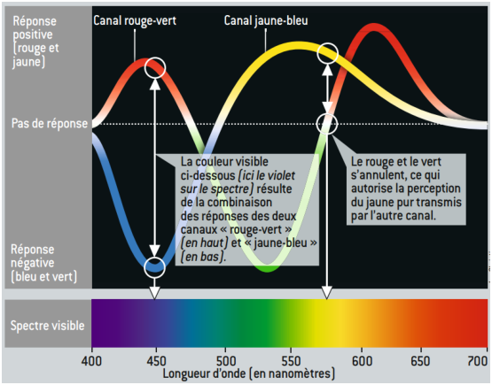 La vision des couleurs - 1,2,3 Couleurs ! Expériences scientifiques et  boutique sur la couleur